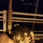 <b>새끼</b>고양이 어떻게 해야 할까요..