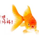 [모바일잡지] 금붕어가 사람이 오면 도망가는 이유