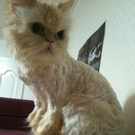 [호슈<b>리네</b>] 이구아나가 되고싶은 고양이