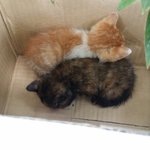 [길냥이] 대구 반월당/ <b>어미</b>잃은 고양이 분양합니다 ㅠㅠ 