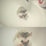 [고슴도치] 엉덩이가 무거운 울 고슴도치 후추 ㅋㅋ