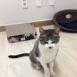 길에 버려져서 떠돌다 구조된 유기묘 연지예요 (입양<b>완료</b>)