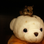 [<b>람</b>쥐] 하늘다람쥐 맛사지 받아보셨나요? 피로가 싹가셔용~! (준비물:...