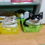 [언제나함께] 우리집냥이-어릴적 나의 고양이(<b>나베</b>)와 아오, 쿠로