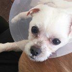 [호야] <b>안락사</b> 위기에서 구조한 호야..