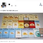 [<b>낙타</b>] 지금 이시점에서 가장 무서운 <b>낙타</b>