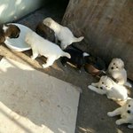 [경북<b>고령</b>] 개장수에 팔릴 운명에 처해있는 아가들 봐주세요..