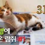 [<b>람</b>쥐] 31~33편 - 내 방에 데려온 길고양이 <b>람</b>쥐[시즌1 완결]