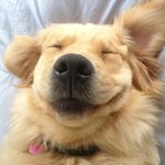 배 긁어줄 때 반려<b>견들</b>의 반응