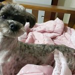 [함안길천사] 애기때 입양갔다 파양되어 돌아온 믹스 여아