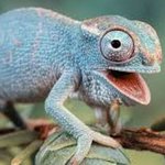 [모바일잡지] 우리 엄마는 파충류에요