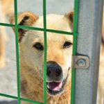 주인과 이별, .. 서로가 애틋한 까망이와 <b>노랑</b>이 