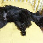 [개편한세상] <b>럭키</b>의 하루