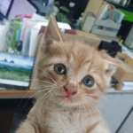 <b>천안시</b> 보호소에도 아깽이 대란이 시작되었어요..ㅠㅠ