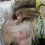 애견 미용 맡겼는데 후...