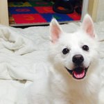 표정이 <b>다양</b>한 스피츠 