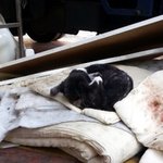 [4멍10냥] 업둥이 뚠뚠