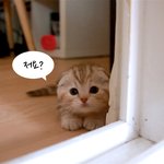 [수리노을] 천하제일 <b>무도</b>냥