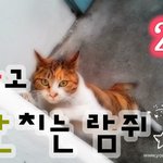[<b>람</b>쥐] 2화 - 놀자고 장난치는 길고양이 <b>람</b>쥐^^_시즌2