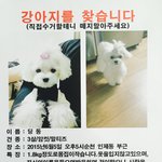강아지를 찾습니다
