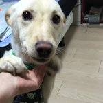 유기견 고마쎄리 4번째 이야기 ㅋㅋ