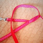 [찾아주세요] 천안<b>신부동</b> 방죽안오거리.. 요키(여) 찾습니다..