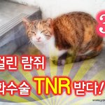 3화 - 발정걸린 길고양이 람쥐 중성화수술 <b>TNR</b> 받다ㅠㅠ_시즌2