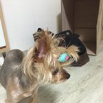 [꼭댓글부탁] 요크셔테리어 데리고 있습니다 <b>수컷</b>_ 서울입니다.