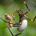 [모바일잡지] 숫자 셀 수 있는 거미