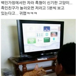 [<b>모모</b>유머] 백인 집에서 자란 고양이.jpg