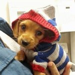 동물들의 귀여운 후드 모자<b>st</b>