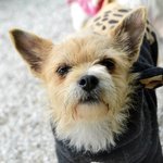 [유기견] 초등학교에서 아이들이 주던 빵으로 굶주린 배를 채우던 <b>연진</b>이.