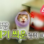 [<b>람</b>쥐] 4화 - 배 포장 껍데기 씌운 길고양이 <b>람</b>쥐ㅋㅋ_시즌2