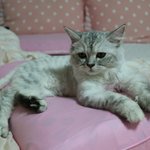 [드림냥] 애교쟁이지만 우주 최강 겁쟁이 냥이 드림이입니다^^