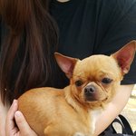 부천 송내 투나 근처 단모 치와와 <b>주인분</b> 찾습니다