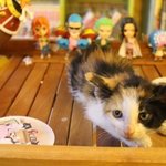 천안시 보호소에도 아깽이 대란이 시작되었어요..ㅠㅠ