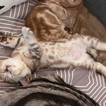 [수리<b>노을</b>] 한 초여름의 꿀잠