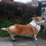 [모모유머] 웰시코기가 <b>뒷다리</b>를 들면