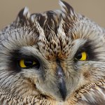 [모모유머] 흔한 <b>올빼미</b> 얼짱각도