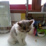 [언제나함께] 우리집냥이-아오와 쿠로(2) 