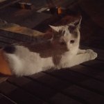 [꼭댓글부탁] 길냥이먹이주는거요