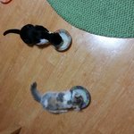 [언제나함께] 우리집냥이-<b>아오</b>와쿠로(3)