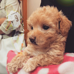 [인피니트] 남우현 강아지 <b>콩떡</b>이.jpg