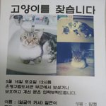 은평<b>구립</b>도서관 쪽에서 잃어버린 고양이 찾습니다. 