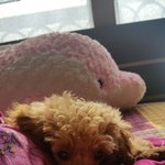 [사랑해공주] 우리집 막둥이 공주마마