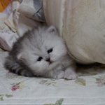 페르시안친칠라 앨리