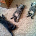 [모든팬덤] 엑소&amp;빅뱅 <b>엠넷</b> 사건정리.txt