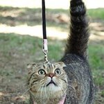 <b>산책</b>냥이(?)