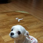 좋아하는 후배가 반말을 해요