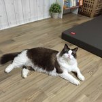 [탑과라떼] 나의 사랑 털북숭이 돼지냥이들